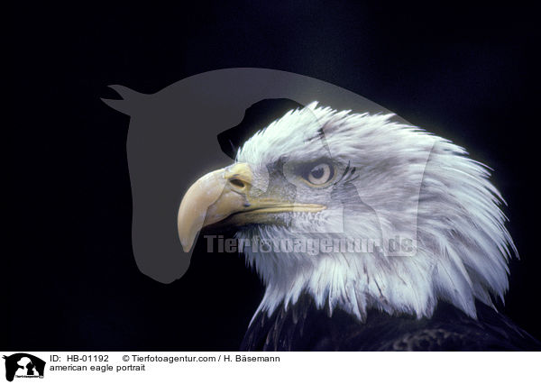 Weikopfseeadler im Portrait / american eagle portrait / HB-01192