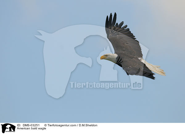 Weikopfseeadler / American bald eagle / DMS-03251