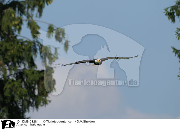 Weikopfseeadler / American bald eagle / DMS-03281