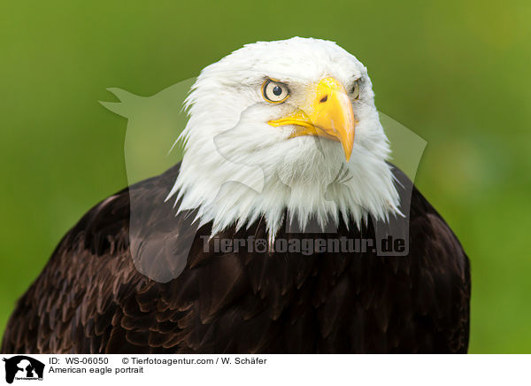 Weikopfseeadler Portrait / American eagle portrait / WS-06050