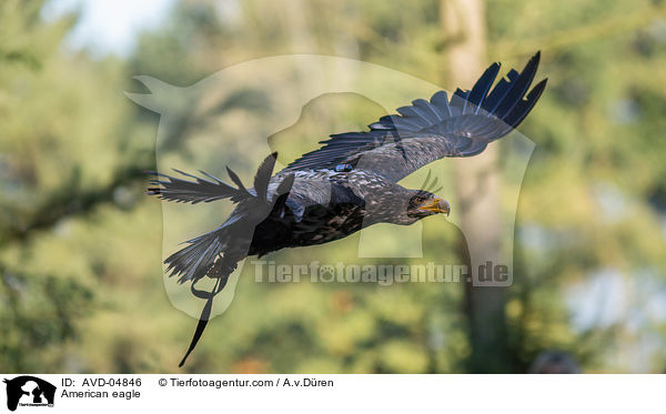 Weikopfseeadler / American eagle / AVD-04846