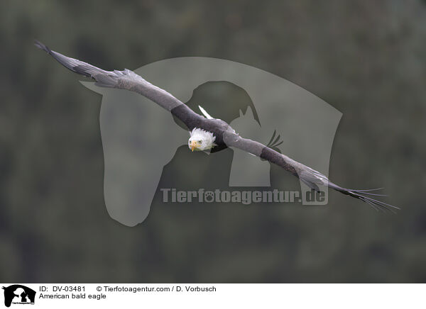 Weikopfseeadler / American bald eagle / DV-03481