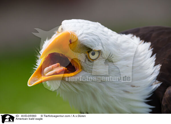 Weikopfseeadler / American bald eagle / AVD-05560