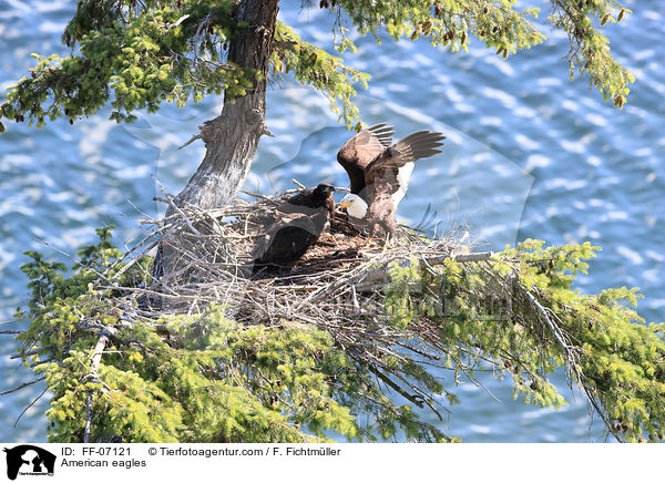 Weikopfseeadler / American eagles / FF-07121