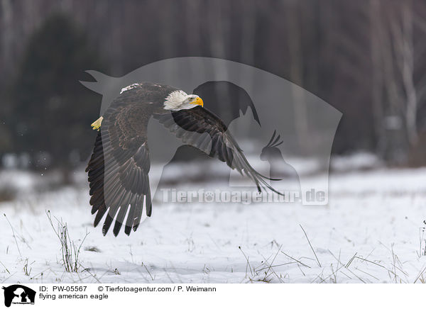 fliegender Weikopfseeadler / flying american eagle / PW-05567