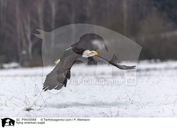 fliegender Weikopfseeadler / flying american eagle / PW-05568