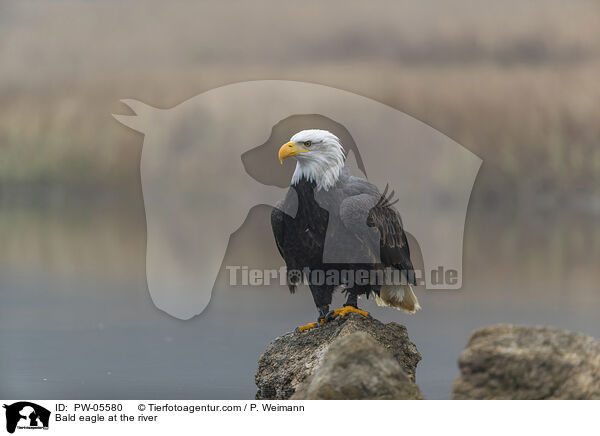 Weikopfseeadler am Fluss / Bald eagle at the river / PW-05580