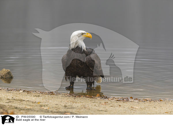 Weikopfseeadler am Fluss / Bald eagle at the river / PW-05590