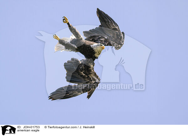 Weikopfseeadler / american eagle / JOH-01753