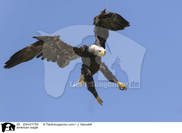 Weikopfseeadler / american eagle / JOH-01755