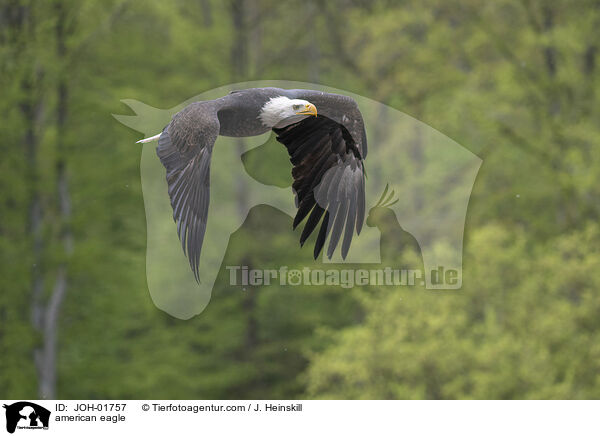 Weikopfseeadler / american eagle / JOH-01757