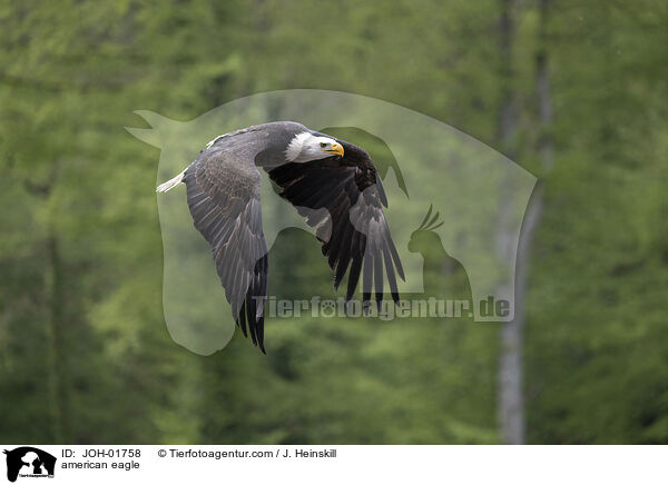 Weikopfseeadler / american eagle / JOH-01758