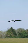 American bald eagle