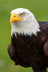 American eagle portrait