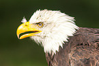 American eagle portrait