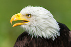 American eagle portrait