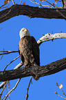 American bald eagle