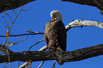 American bald eagle