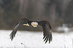 flying american eagle