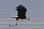 American bald eagle