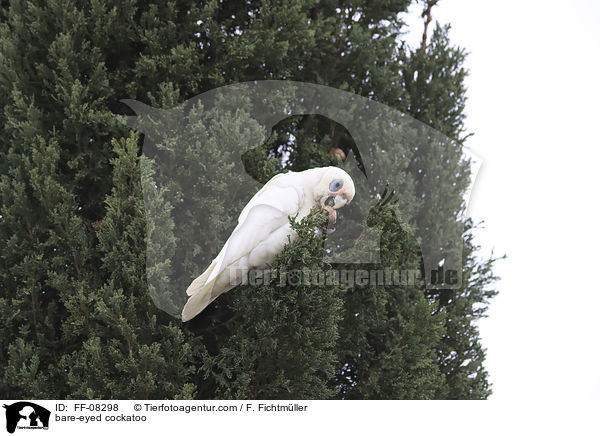 bare-eyed cockatoo / FF-08298