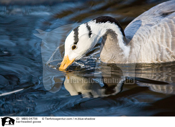 bar-headed goose / MBS-04756