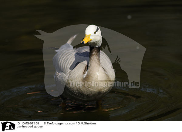 bar-headed goose / DMS-07158