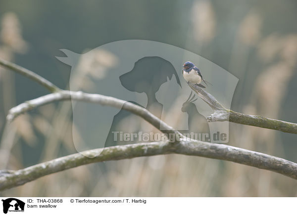 Rauchschwalbe / barn swallow / THA-03868