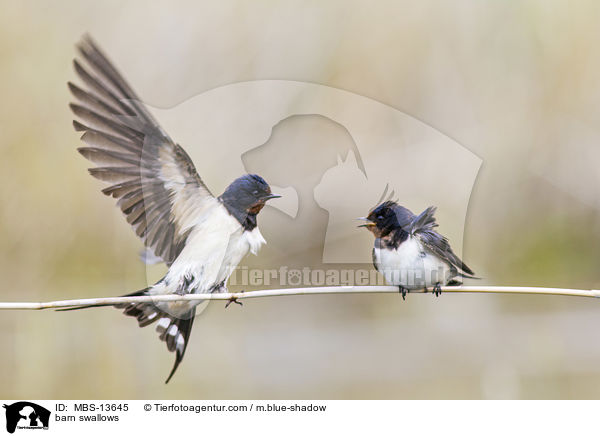 Rauchschwalben / barn swallows / MBS-13645