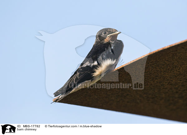 Rauchschwalbe / barn chimney / MBS-17782