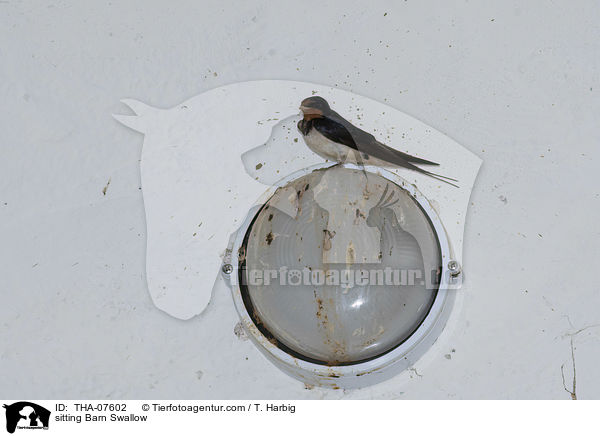 sitzende Rauchschwalbe / sitting Barn Swallow / THA-07602