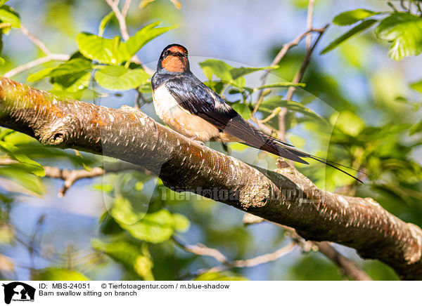 Rauchschwalbe sitzt auf Zweig / Barn swallow sitting on branch / MBS-24051