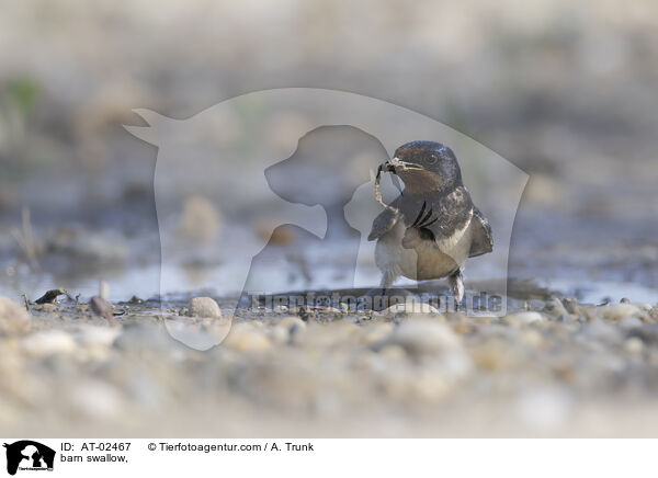 Rauchschwalbe / barn swallow, / AT-02467