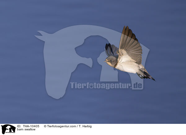 Rauchschwalbe / barn swallow / THA-10405