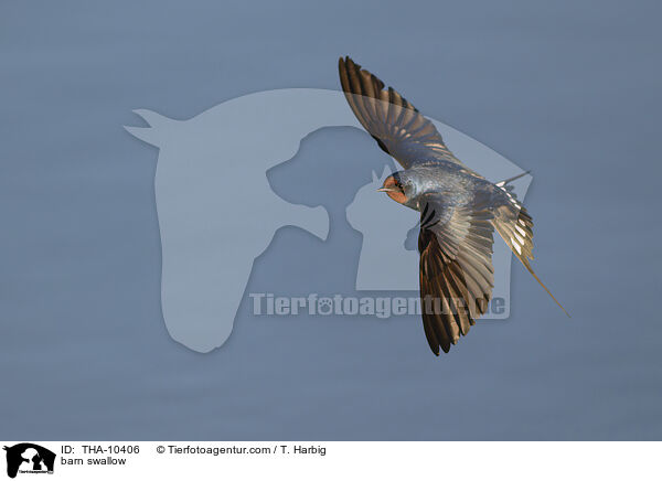 Rauchschwalbe / barn swallow / THA-10406