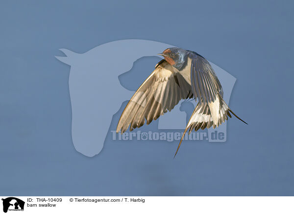 Rauchschwalbe / barn swallow / THA-10409