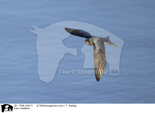 Rauchschwalbe / barn swallow / THA-10411