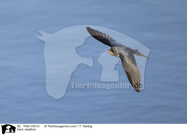 Rauchschwalbe / barn swallow / THA-10413