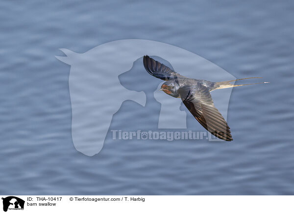 Rauchschwalbe / barn swallow / THA-10417