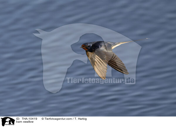 Rauchschwalbe / barn swallow / THA-10419