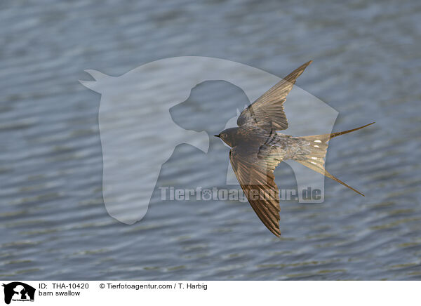 Rauchschwalbe / barn swallow / THA-10420