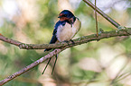 Barn swallow sitting on branch