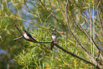 barn swallows