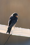 barn swallow