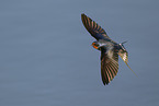 barn swallow