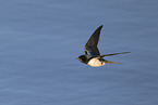 barn swallow