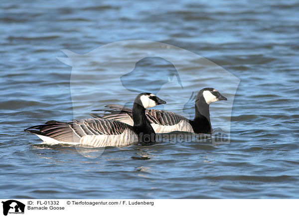 Weiwangengans / Barnacle Goose / FL-01332