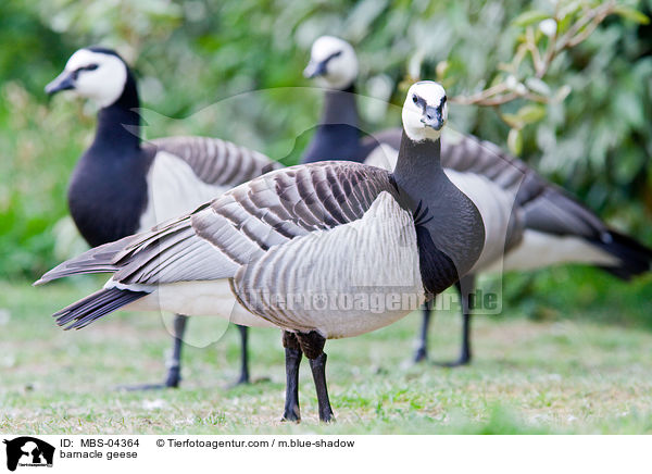 Nonnengnse / barnacle geese / MBS-04364