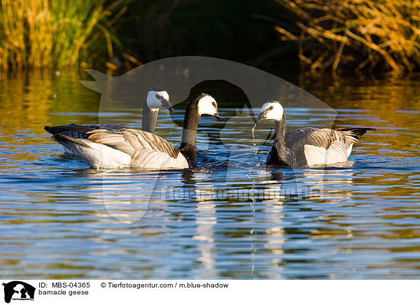 barnacle geese / MBS-04365