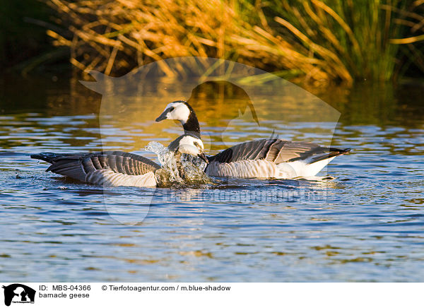 Nonnengnse / barnacle geese / MBS-04366